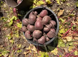 Зображення для оголошення Продаємо буряк оптом