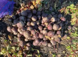 Зображення для оголошення Куплю буряк обʼємом