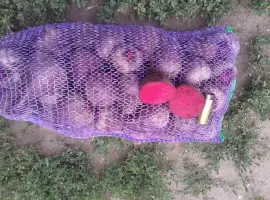 Зображення для оголошення Продам буряк