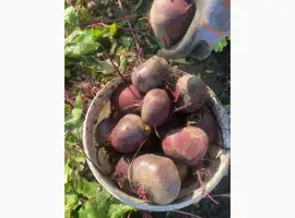 Зображення для оголошення Продам буряк