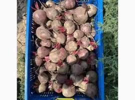 Зображення для оголошення Буряк молодой