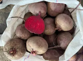 Зображення для оголошення Продам молодий буряк