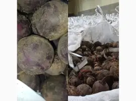 Зображення для оголошення Продам столовий буряк
