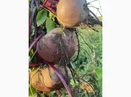 Зображення для оголошення Продам столовий буряк