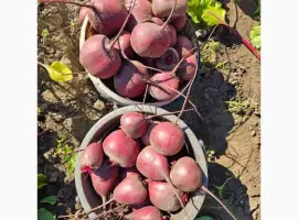 Зображення для оголошення Продам мега крутой буряк
