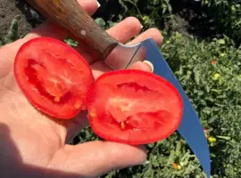 Зображення для оголошення Продам помідор польовий