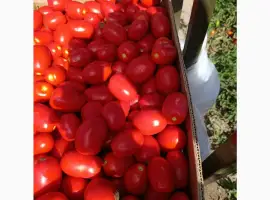 Зображення для оголошення Продам томат