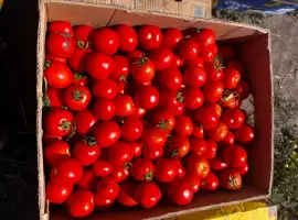 Продам помидоры Асвон и сливку