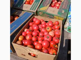 Зображення для оголошення Продам томати