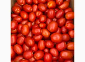 Зображення для оголошення Продам помидор