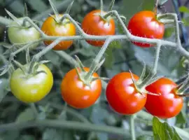 Зображення для оголошення Продаж помідора Вінницька обл свіжий томат у ящиках від виробника