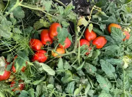 Зображення для оголошення Продам помідор