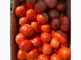 Зображення для оголошення Продам помідор сливка