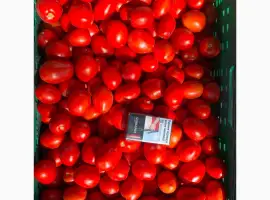 Зображення для оголошення Продаємо помідор з поля оптом