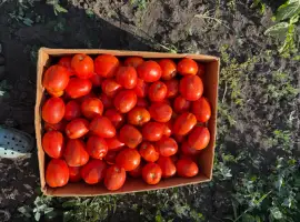 Зображення для оголошення Продам помідор