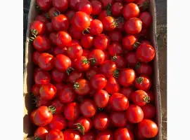 Зображення для оголошення Продам помідори 100ящиків ціна 10грн