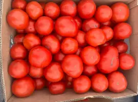 Зображення для оголошення Продам помідор