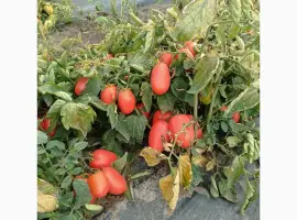 Зображення для оголошення Продам помідор