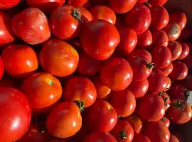Зображення для оголошення Продам помидор