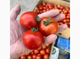 Зображення для оголошення Продаємо помідор "Солероссо"