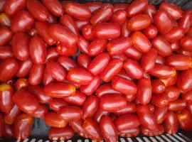 Зображення для оголошення Продаємо помідор сорту "БРІСКОЛІНО"