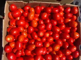 Зображення для оголошення Продам Сливку помідору