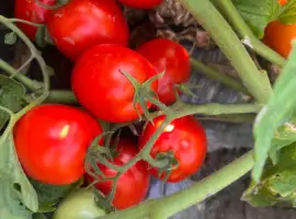Зображення для оголошення Продам томат сливку Пʼєтра Роса та 5900