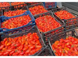 Зображення для оголошення Продаю помідори сливка БРІСКОЛІНО Київська обл. ТОРГ