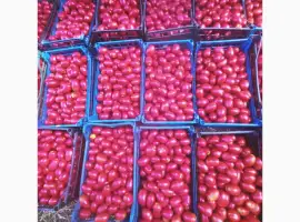 Зображення для оголошення Продам помідор Ріо гранде. Є об'єм