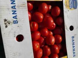 Зображення для оголошення Продам качественную номерную сливку