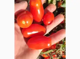 Зображення для оголошення Продам помидорчик пальчик