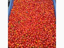 Зображення для оголошення Продам коктейльный помидор