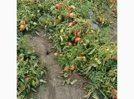 Зображення для оголошення Продам помідори