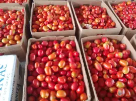 Зображення для оголошення Продам помідор оптом