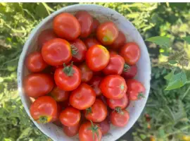 Зображення для оголошення Продам помідори з поля ( можна для переробки) є доставка