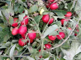 Зображення для оголошення Продам помідори сорт Діно