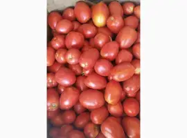 Зображення для оголошення Томат продам