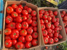 Зображення для оголошення Продам помидор