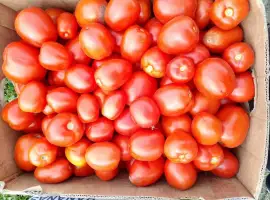 Зображення для оголошення Продам помідор сливка сорт Галілея