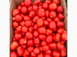 Зображення для оголошення Продам помідор сливку Петра роса