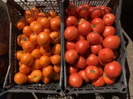 Зображення для оголошення Продам помідори салатних сортів