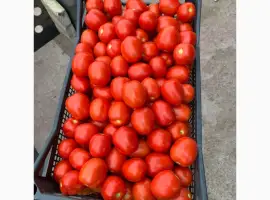 Зображення для оголошення Продам помідори сливку (Асвон