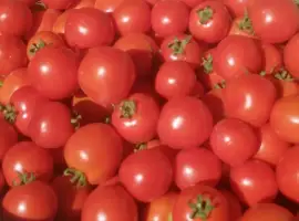 Зображення для оголошення Продам помідори