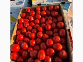 Зображення для оголошення Продамо томат сливку різних видів