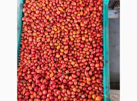 Зображення для оголошення Продам шипшину я
