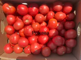 Зображення для оголошення Продам круглу помідору рожева