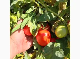 Зображення для оголошення Продам помідор сорт галілея