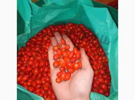 Зображення для оголошення Продам шипшину