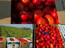 Зображення для оголошення Продам помідору