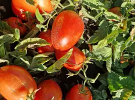 Зображення для оголошення Продам помідор сорт Асвон та сливка 3400